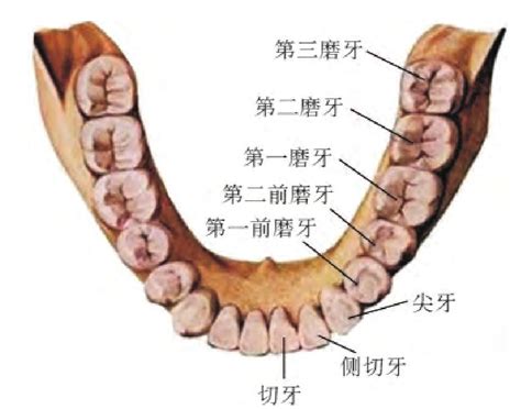 大牙位置|牙齿名称位置图